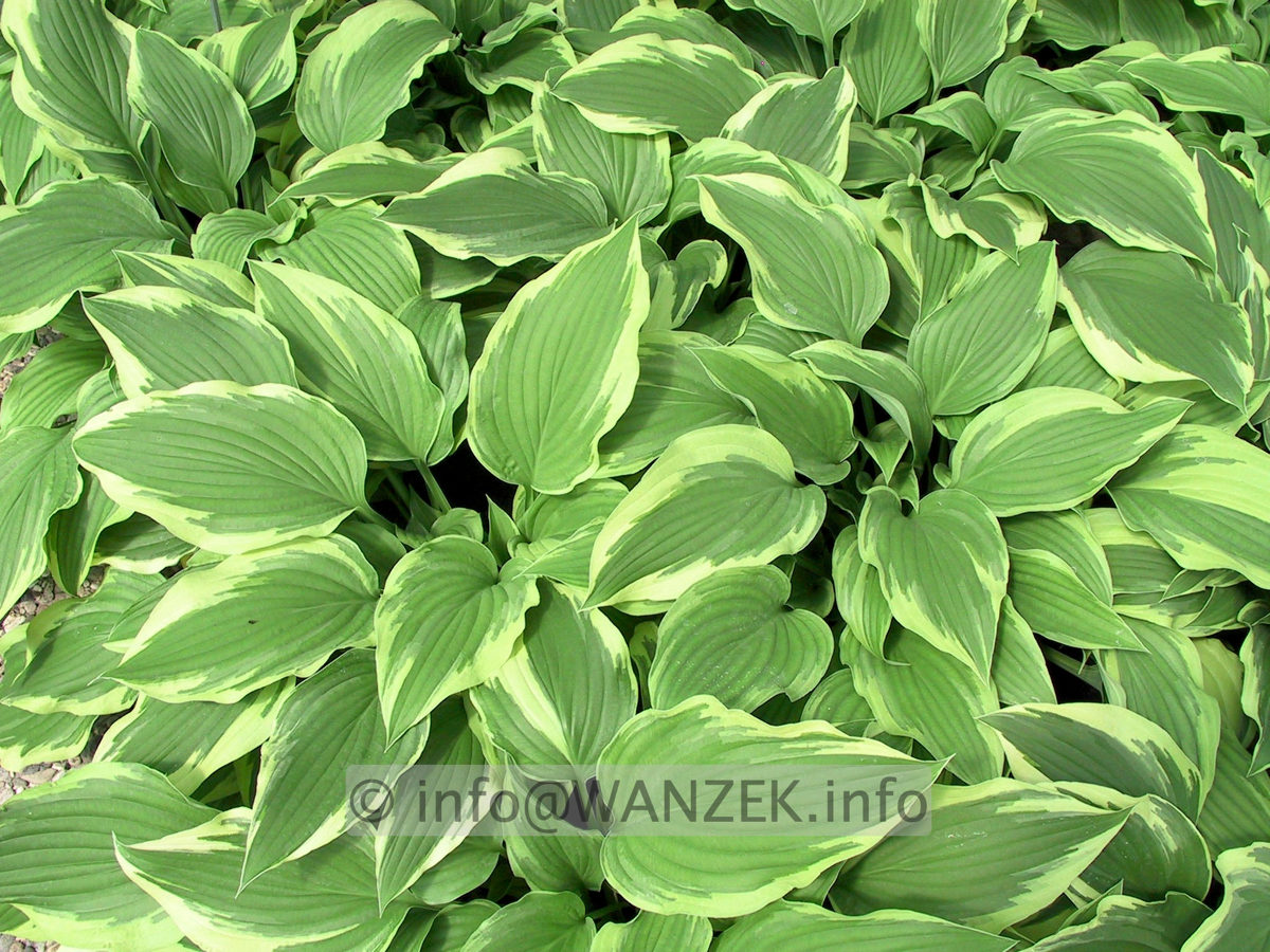 Hosta Hybride Silver Crown 09.JPG